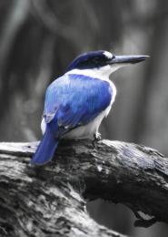 AzureKingfisher